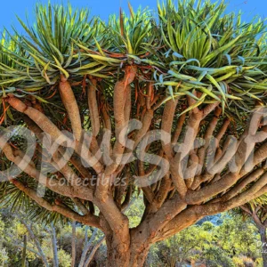 Dragon Tree
