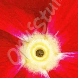 Vinca Core Vertical
