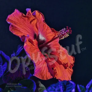 Dramatic but short-lived blooming