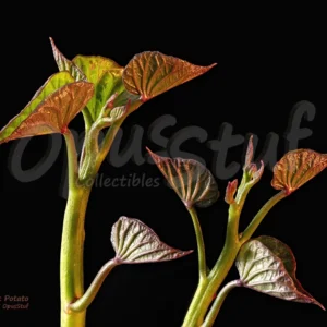 Glorious in their tiny world