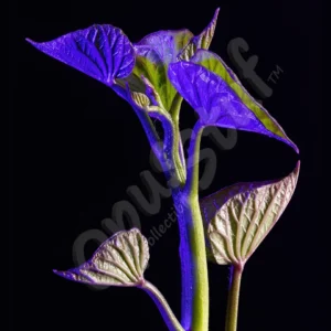 Touch is an close-up image of a sweet potato sprout