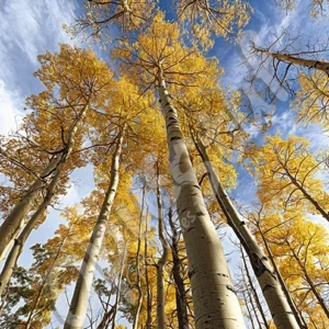 This photograph, Alcanse (reach), is a salute to the beauty of the Aspen forest northeast of Santa Fe, New Mexico. These trees share a common root system.