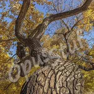 Leave to a cottonwood tree to come up with some crazy growth patterns