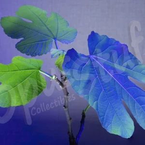 Ficus Carica, a character with a history in mythology