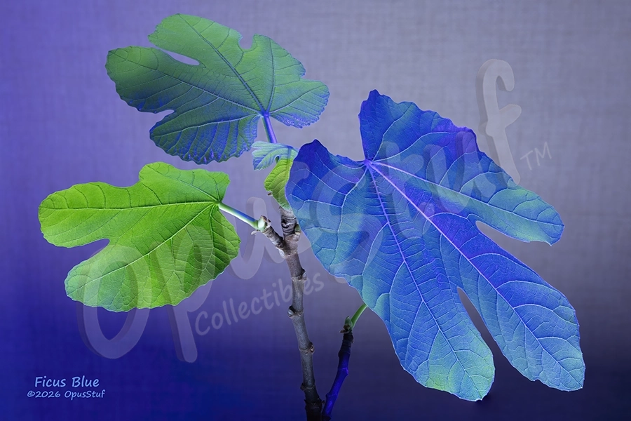 Ficus Carica, a character with a history in mythology