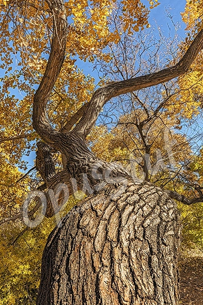 Autumn Clown