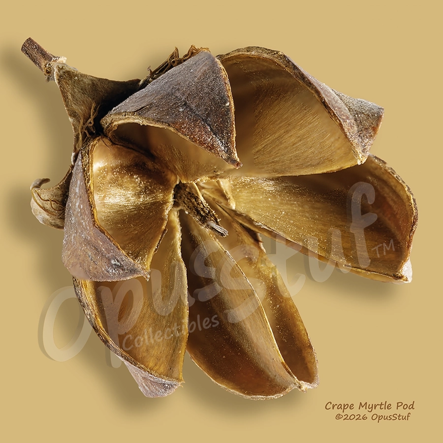 Crape Myrtle Pod is a wall print by OpusStuf showing a macro photograph of a seed pod
