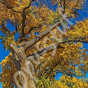 Les Formes-2 is a wall print by OpusStuf showing a stylized photograph of a cottonwood tree in the Albuquerque Open Space.
