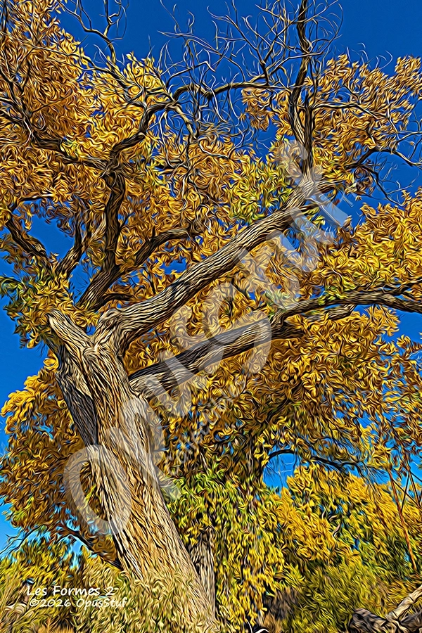 Les Formes-2 is a wall print by OpusStuf showing a stylized photograph of a cottonwood tree in the Albuquerque Open Space.