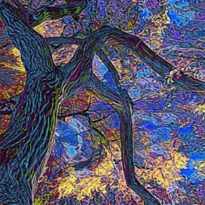 Dance Wall Art Print is an abstract photograph wall art print of a cottonwood tree. The unusual growth pattern was abstract even without being manipulated.