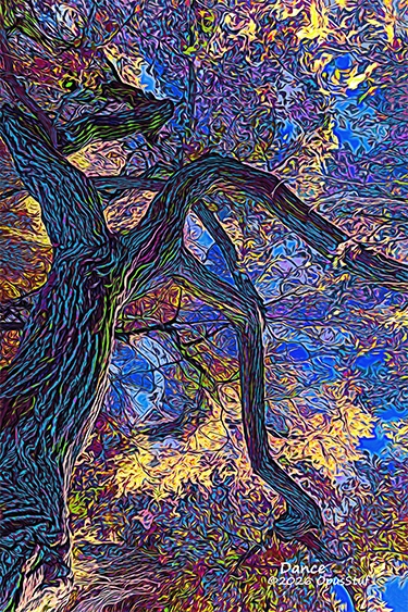 Dance Wall Art Print is an abstract photograph wall art print of a cottonwood tree. The unusual growth pattern was abstract even without being manipulated.