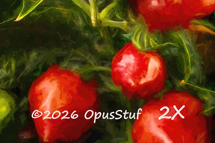 Habanero-1 Harvest Wall Art Print - Image 2