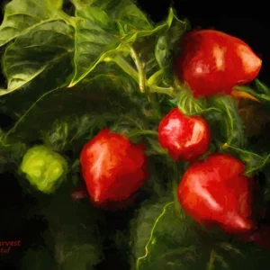 Habanero-1 Harvest is a Wall Art Print with a painting effect. The red habanero chile pepper is shown here with an "old masters" style theme.