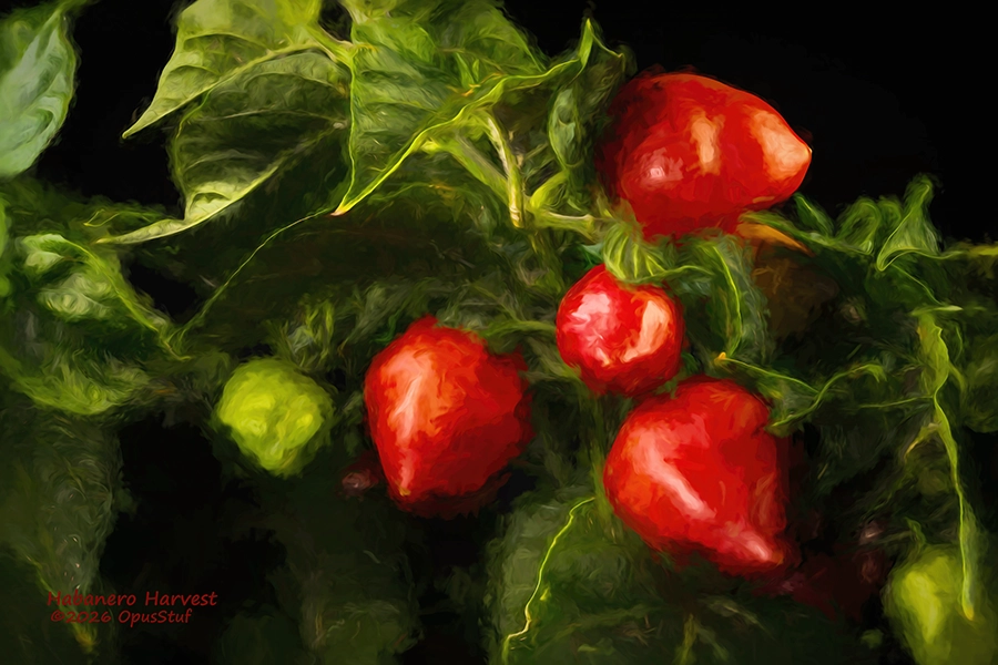 Habanero-1 Harvest is a Wall Art Print with a painting effect. The red habanero chile pepper is shown here with an "old masters" style theme.